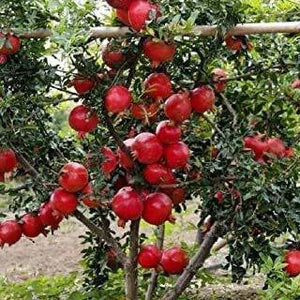 Bhagwa variety of pomegranate