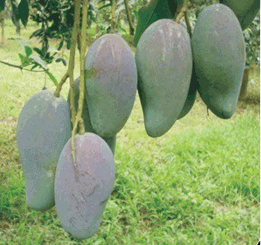 All Time Mango Fruit Plant Grafted - Naturemart.online