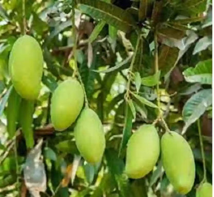 Hybrid Langra Mango Fruit Plant - Naturemart.online