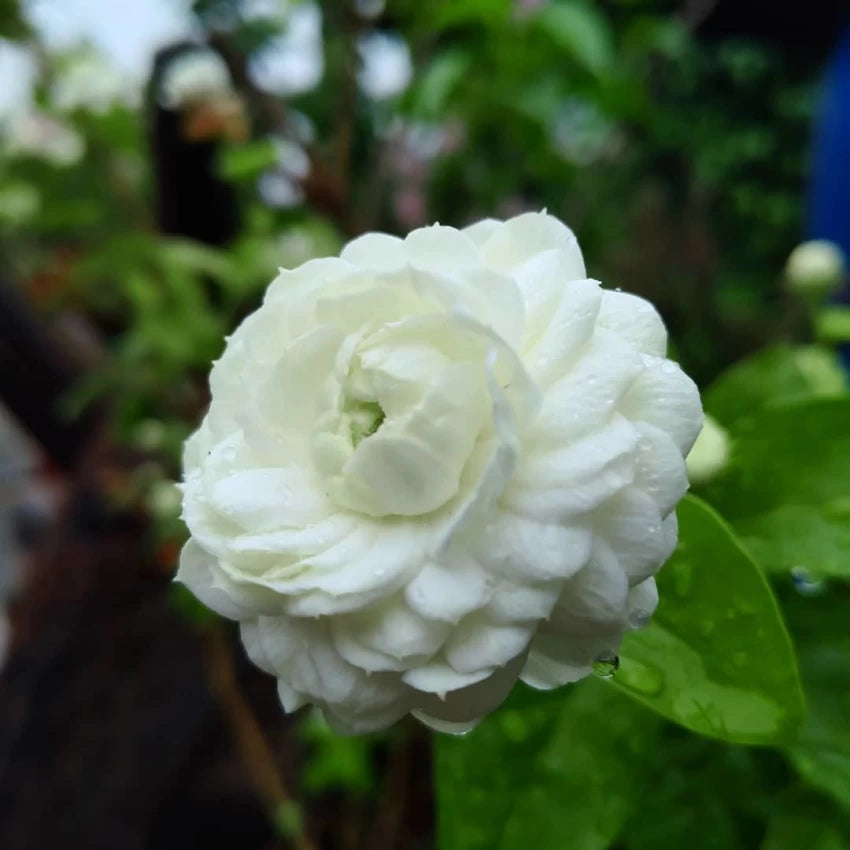 Jasmine Rose Flower -Fragrant Plants - Naturemart.online