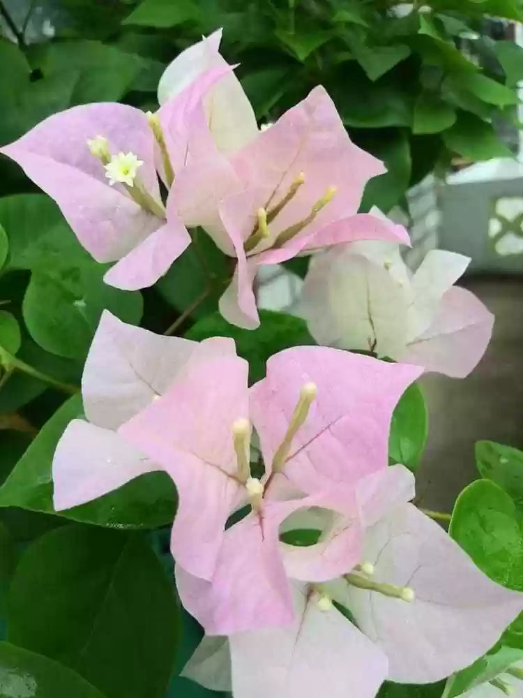 Bougainvallea Flowers Plant(Light Pink) - Naturemart.online