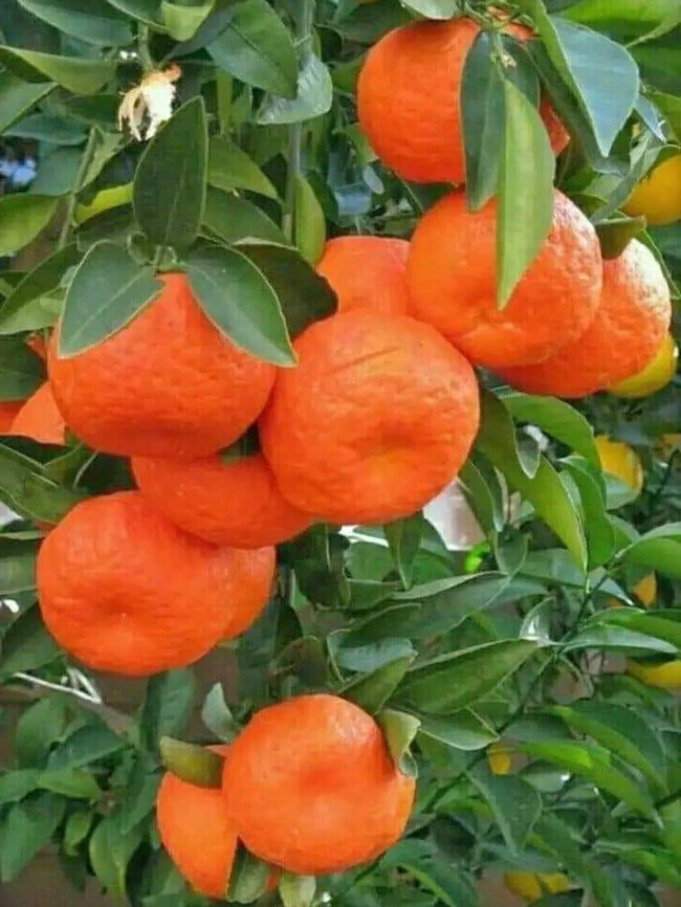 Sleet Kamla Orange Plant-grafted - Naturemart.online