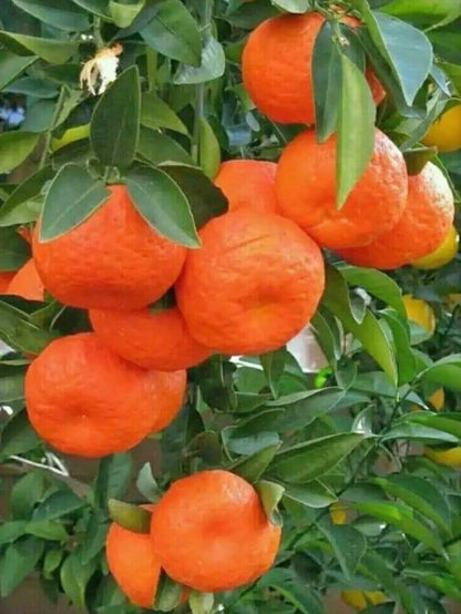 Sleet Kamla Orange Plant-grafted - Naturemart.online