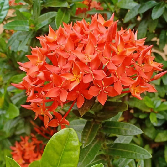 Hybrid Ixora Flowers Plant For Gardening - Naturemart.online