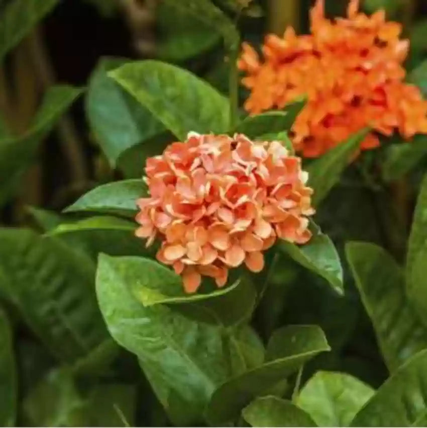 Hybrid Ixora Flowers Plant For Gardening - Naturemart.online