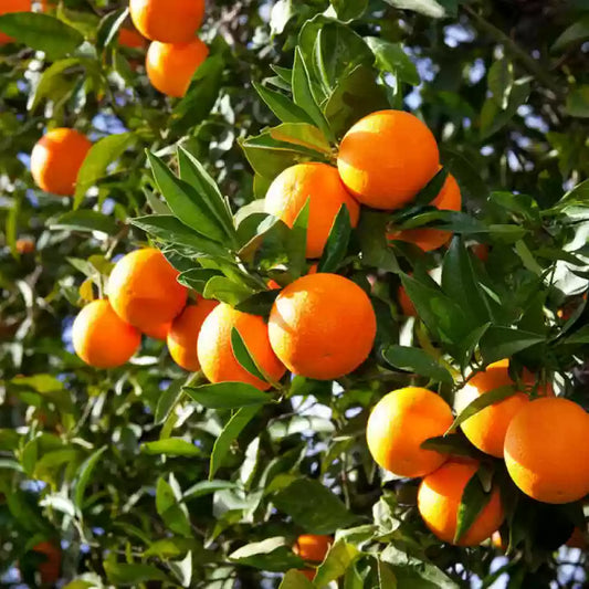 Sleet Kamla Orange Plant-grafted - Naturemart.online