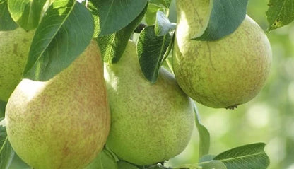 Nashpati ( pear ) Fruit Plant Grafted