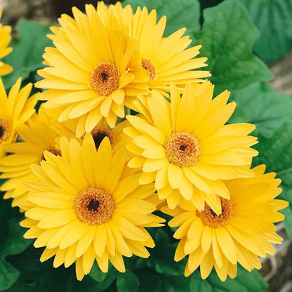 Gerbera  Perennial Flower Plant (Yellow) - Naturemart.online