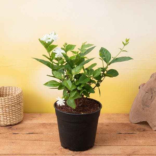 Jasmine Mini/Mogra  Flowering Plant - Naturemart.online