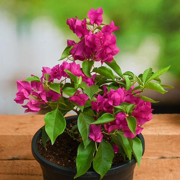 Bougainvallea Flowers (Pink Colour) Plant - Naturemart.online