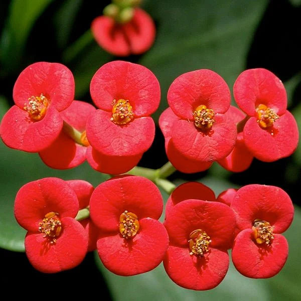 Euphorbia flowers plant (red) For Home Garden - Naturemart.online