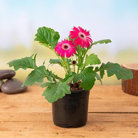 Gerbera  Perennial Flower Plant (Pink) - Naturemart.online