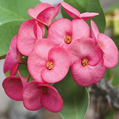Euphorbia Flowers Plant (Pink Colour) - Naturemart.online