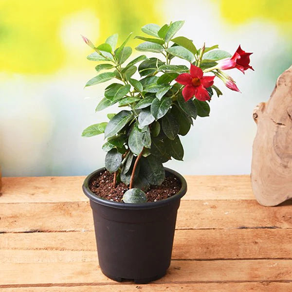 Mandevillea Flowers Plant Red Colour - Naturemart.online