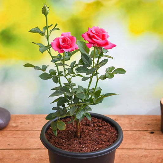 Hybrid Grafted Pink Colour Rose - Naturemart.online