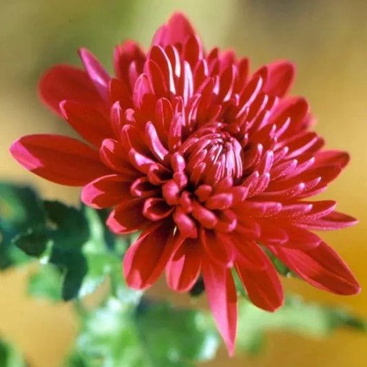Chrysanthemum (Chandramallika) Flower Plant(Pack of 1)