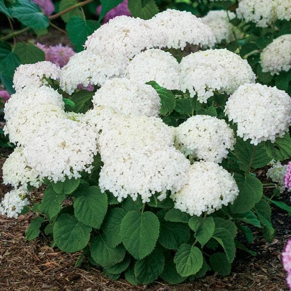 Hydrengea Flowers Plant-White Colour - Naturemart.online