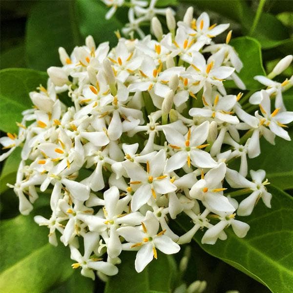 Chinese Ixora Flowers Plant (White) - Naturemart.online