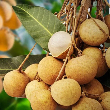 Hybrid Longan fruit Plant- Grafting - Naturemart.online