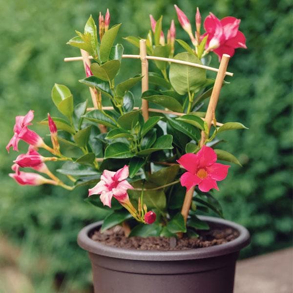 Mandevillea Flowers Plant-Pink Colour - Naturemart.online