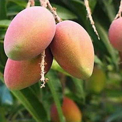 Amrapalli Mango Fruit Plant (Grafted) - Naturemart.online