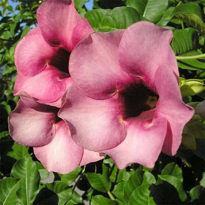 Allamanda Flowers Plant-Pink Colour - Naturemart.online