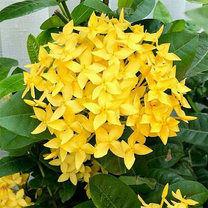 Chinese Ixora Flowers Plant (Yellow) - Naturemart.online