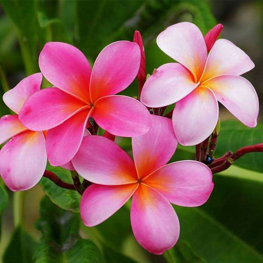 Plumeria Flowers Plant For Gardening