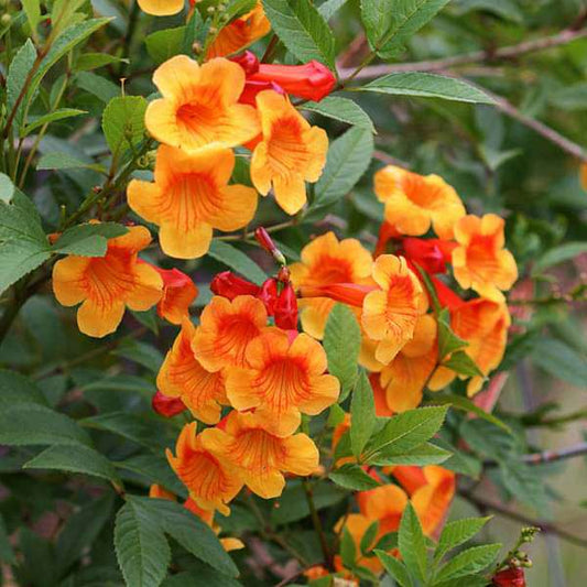 Tecoma Orange Vine Flowers Plant - Naturemart.online