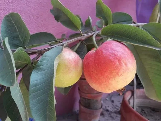 Elhabad Surkha Guava Fruit Plant