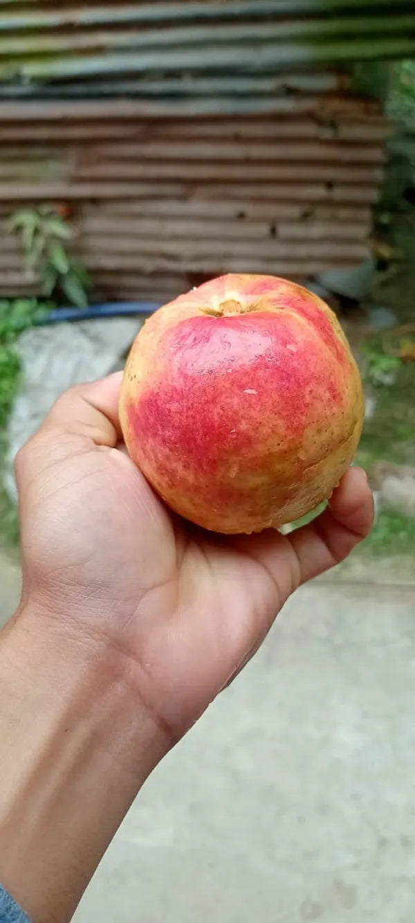 Elhabad Surkha Guava Fruit Plant