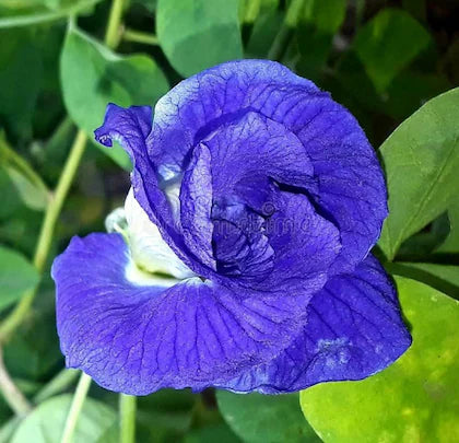 Nilkantha Double Petel Flowers Plants