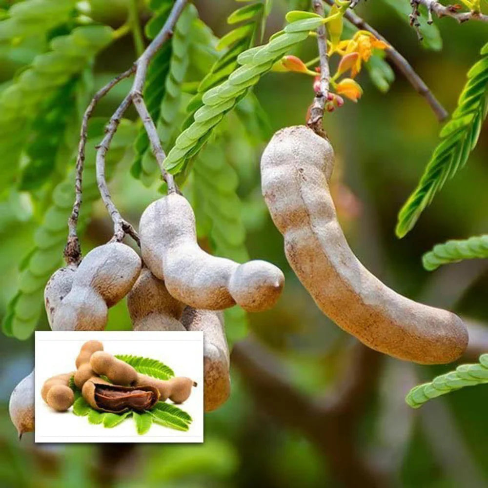 Sweet Tamarind (Grafted) - Fruit Plants & Tree