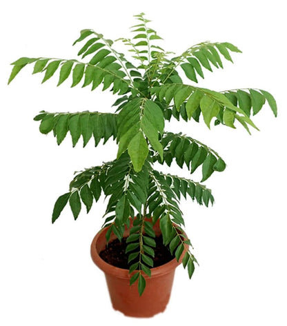 Kari Patta Live Plant For Gardening - Naturemart.online