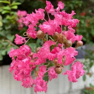 Furush Flowers Plant (Pink Colour) - Naturemart.online