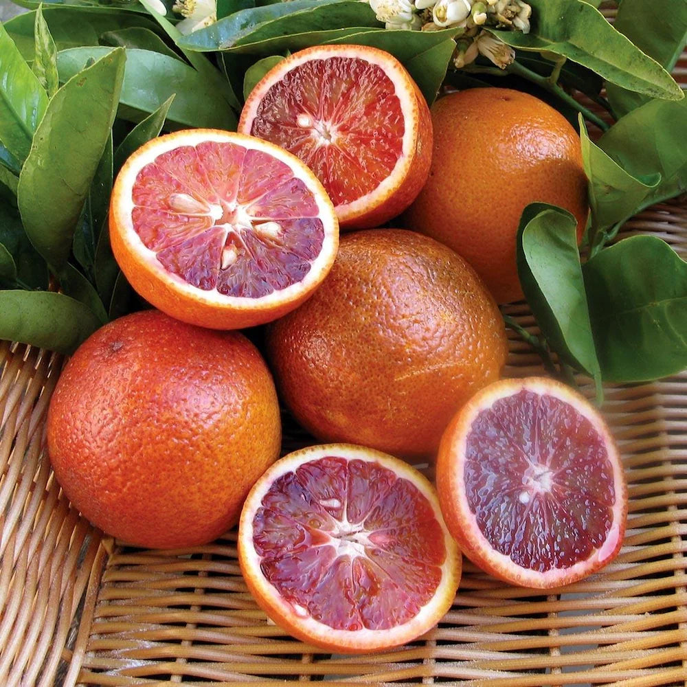 Red Malta Orange Plant (Grafted) - Naturemart.online