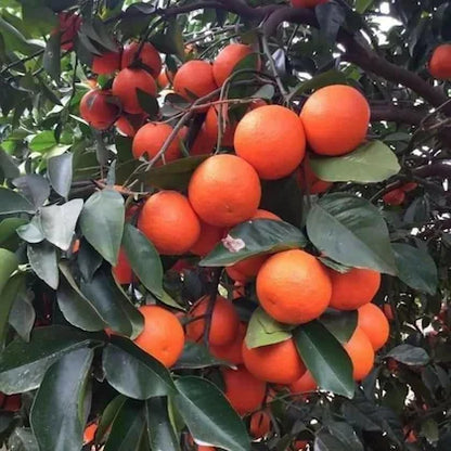 Red Malta Orange Plant (Grafted) - Naturemart.online