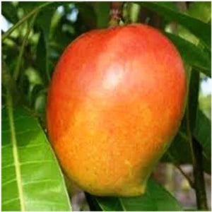 Apple Mango(Grafted) Fruit Plant - Naturemart.online