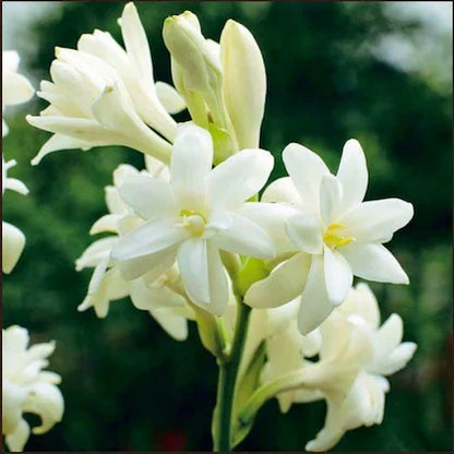 Tuberose/Mexican Tuberose-Seeds- Pack Of 10 - Naturemart.online