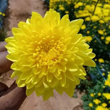 Chrysanthemum (Chandramallika) Flower Plant(Pack of 1)
