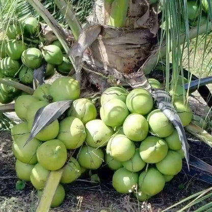 Kalpa Sankara Coconut Fruit Tree - Naturemart.online