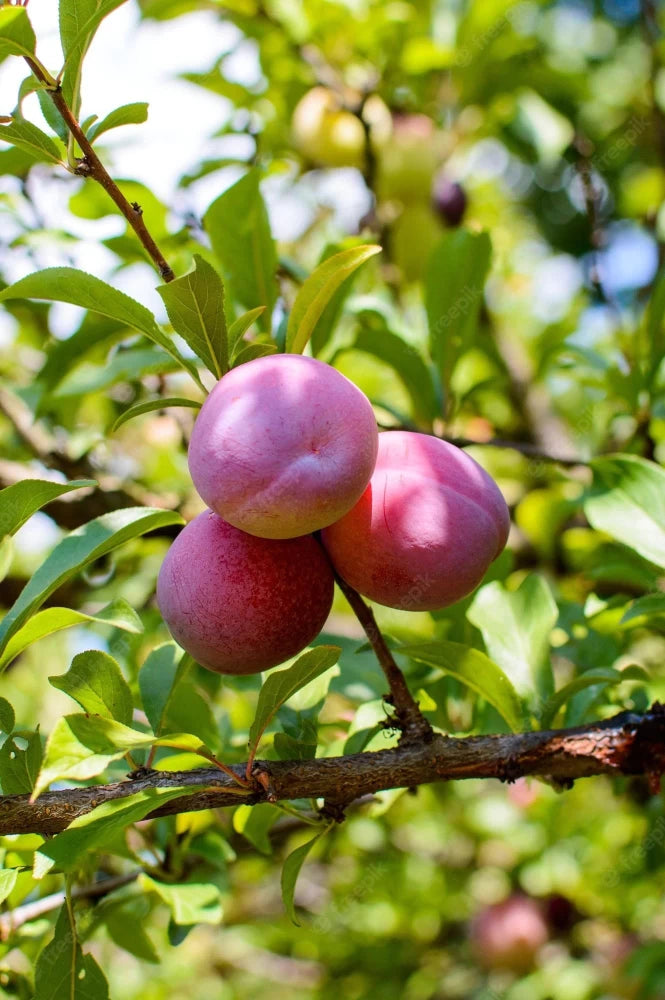 Hybrid Alubukhra- Grafting Fruit Plant - Naturemart.online