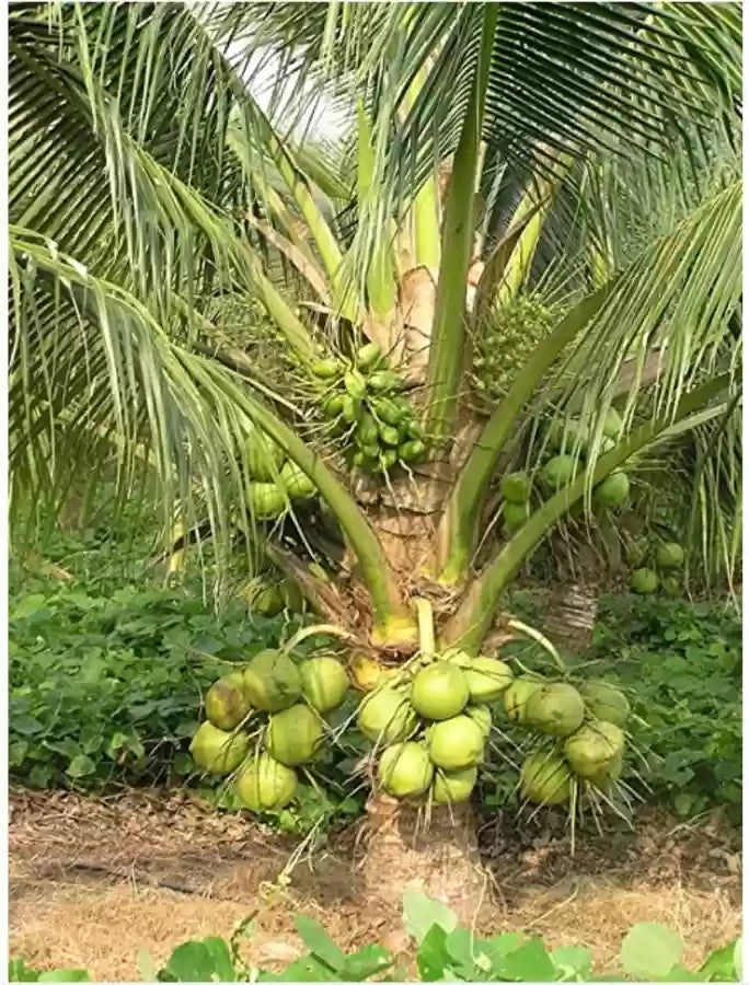 Kalpa Sankara Coconut Fruit Tree - Naturemart.online