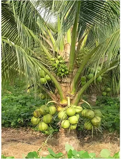 Kalpa Sankara Coconut Fruit Tree - Naturemart.online