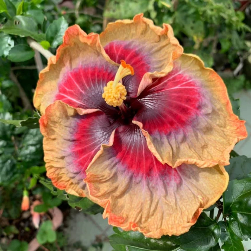 Hybrid Austrelian Hibiscus Flower plant - Naturemart.online