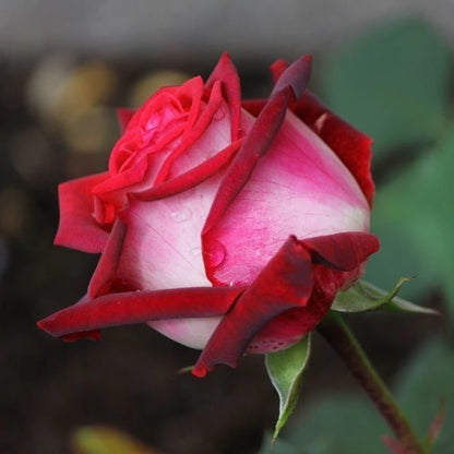 Hybrid Grafted Rose Plant(Red And White) - Naturemart.online