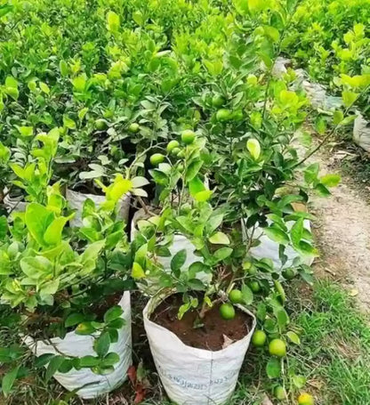 All Time Kagaji Lemon Plant - Naturemart.online