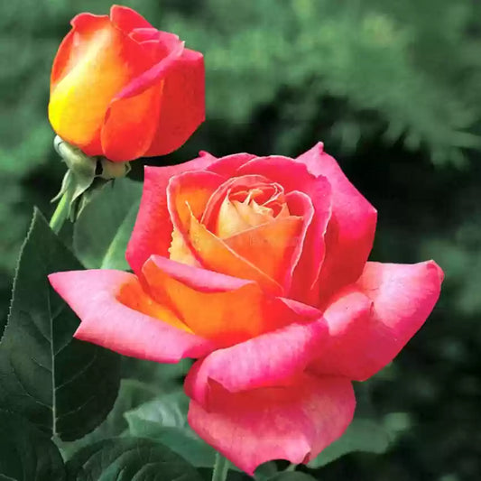 Hybrid Rose Grafted Plant (White) - Naturemart.online