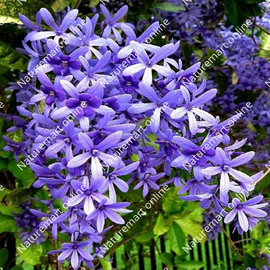 Neel Moni Lota Flower PLANT (Petrea Volubilis Volubilis)