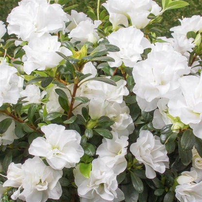 Azalea Flowers Plant(white) For Gardening - Naturemart.online